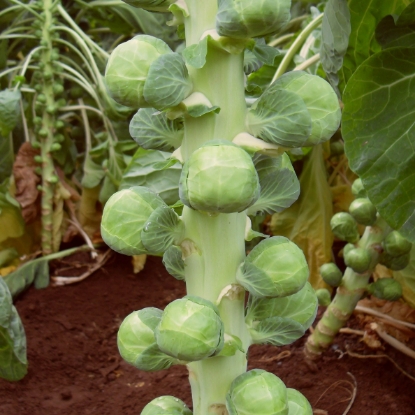 Picture of Organic Brussels Sprout Nautic F1